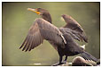 Cormorant spreading its wings
